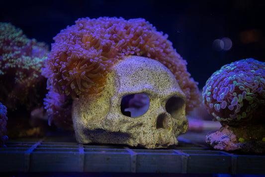 Anemone Skull